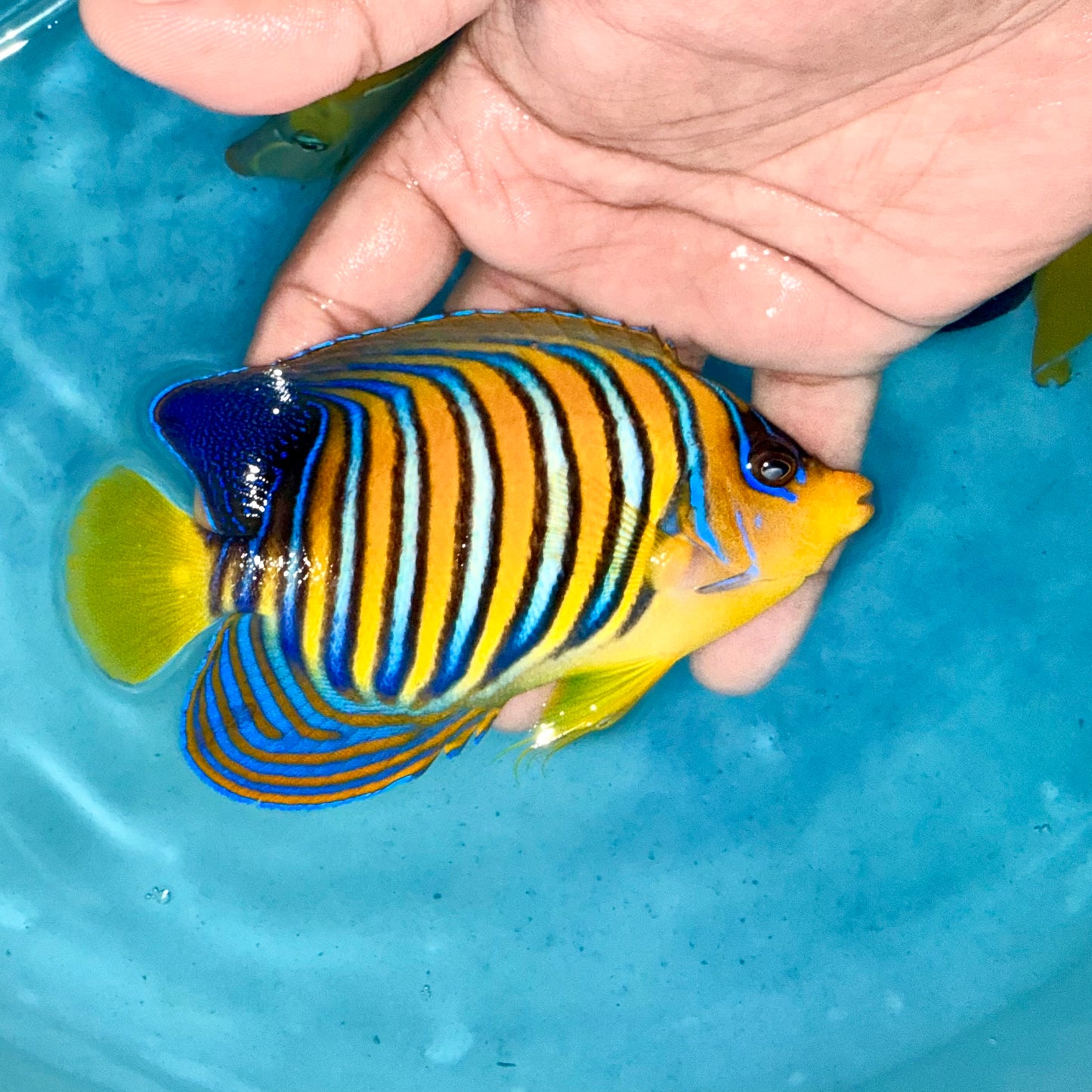 Yellow Belly Regal Angel 4.5-5" (Pygoplites diacanthus)