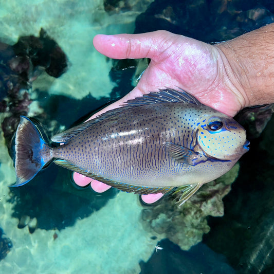 Vlamingii Tang 8” Male (Naso vlamingii)