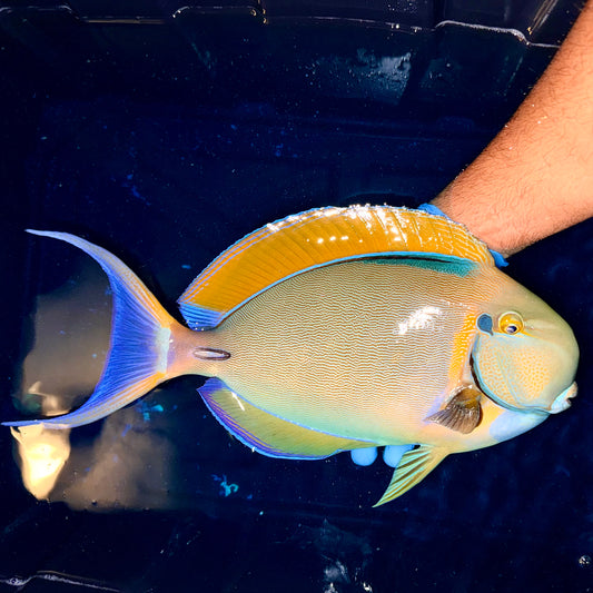 Bariene Tang 17-18" (Acanthurus bariene) airport to airport ship only