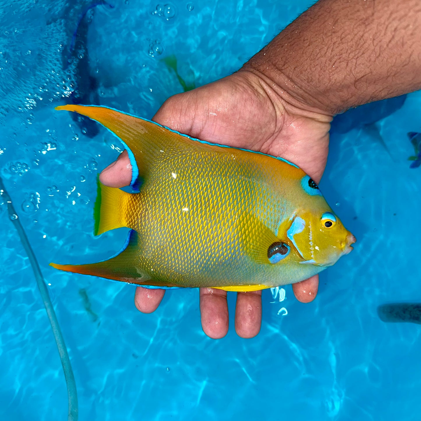 Queen angel 7-8” Caribbean (Holacanthus ciliaris)