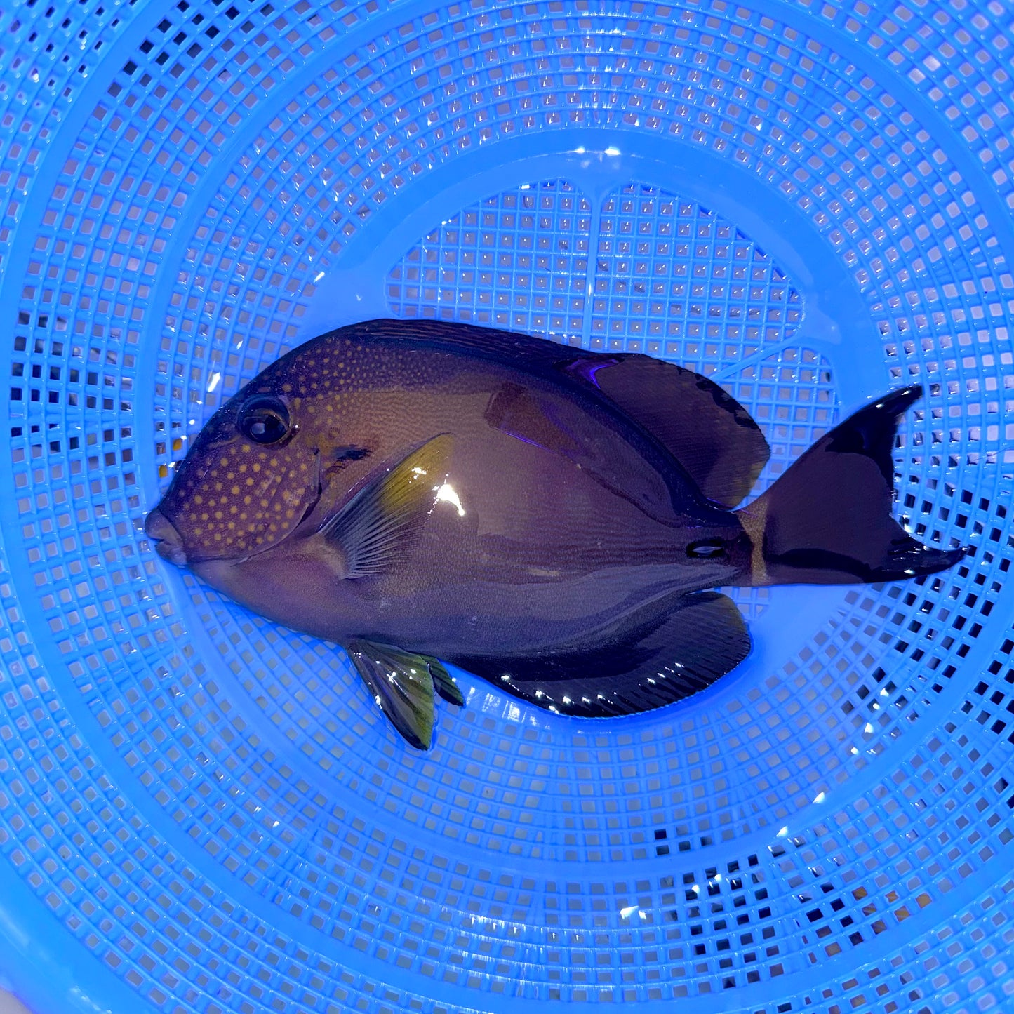 Maculiceps Tang 6” (Acanthurus maculiceps)