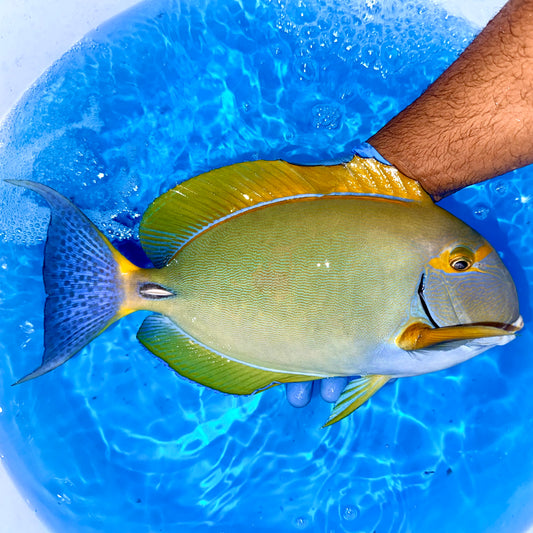 Dussumeri Tang 16-17” (Acanthurus dussumieri) airport to airport only
