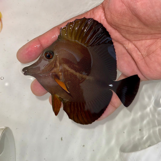 Black Tang Hybrid 3.5-4”
(Zebrasoma rostratum x Zebrasoma scopas)
