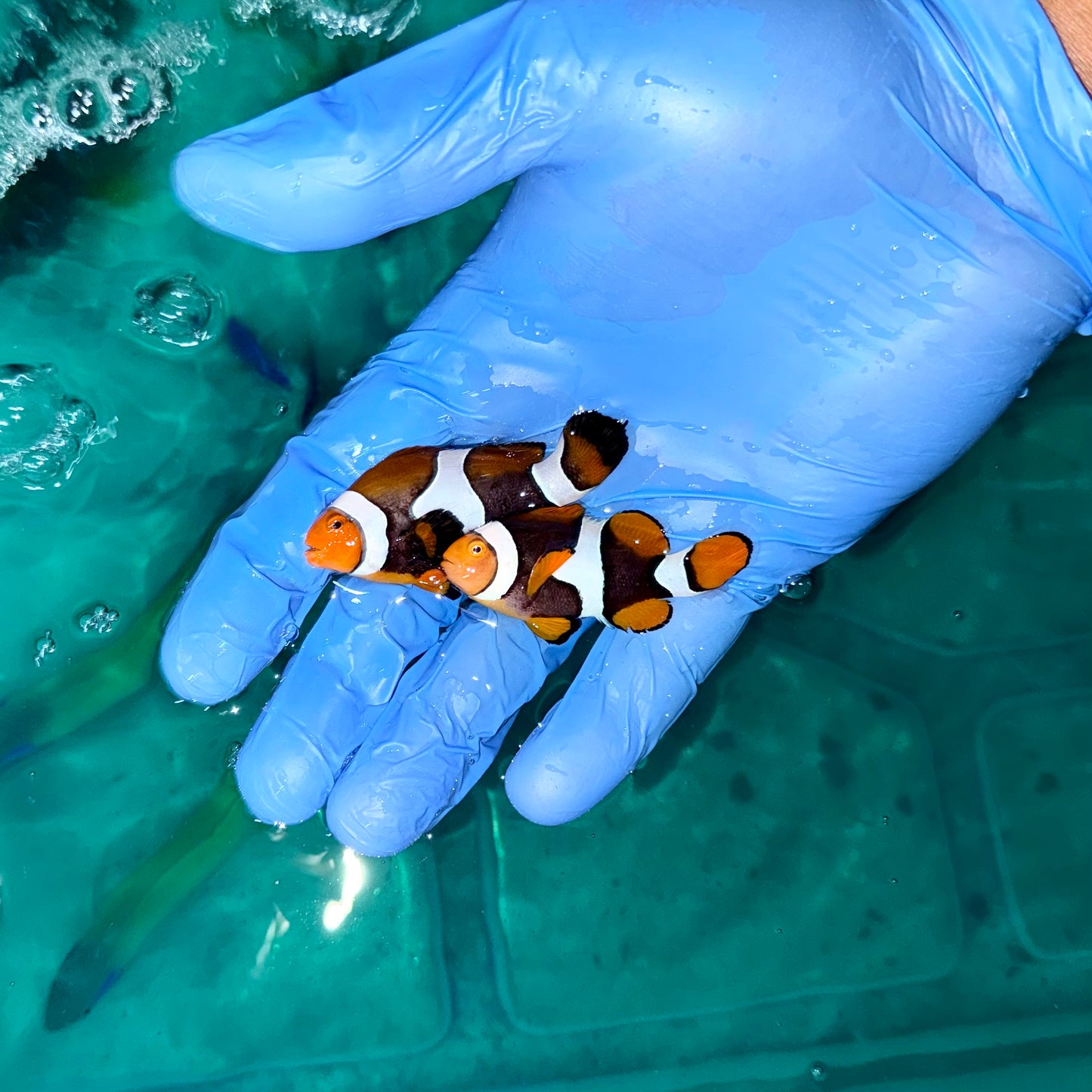 Onyx percula pair wild caught 1.5-2.25”(Amphiprion percula)