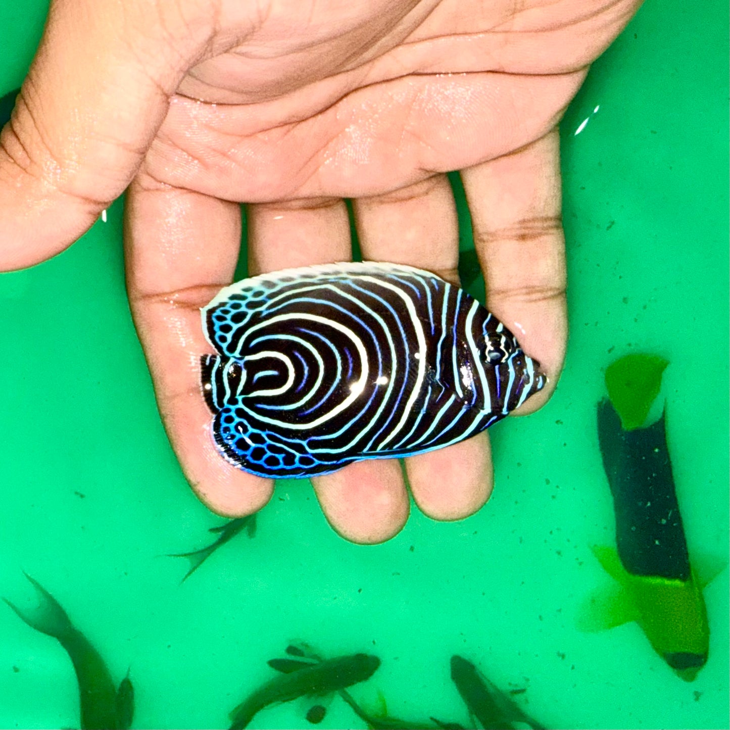 Emperor Angelfish 2.5-3" (Pomacanthus imperator)