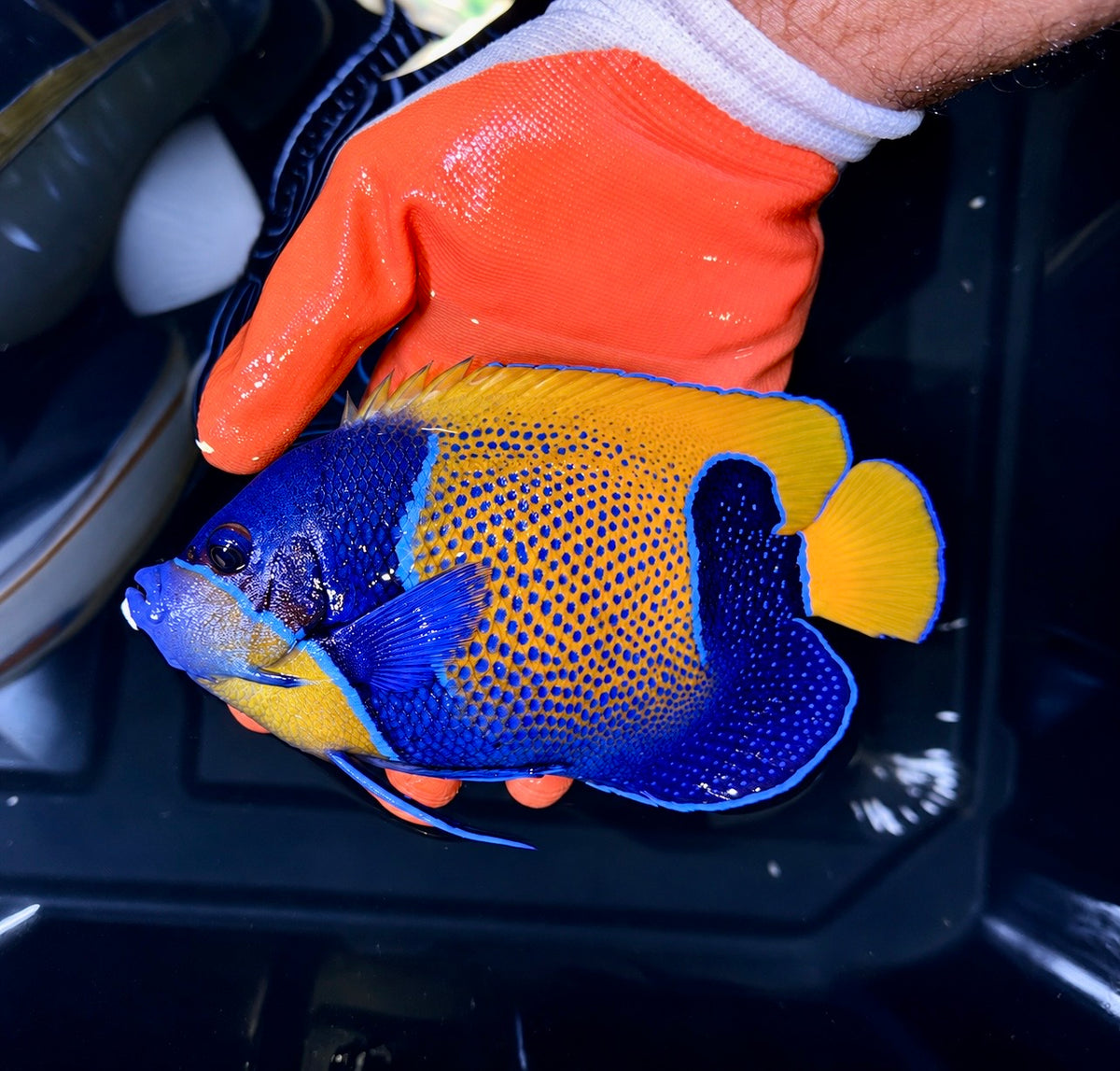 Majestic Angelfish 6” (Pomacanthus navarchus)