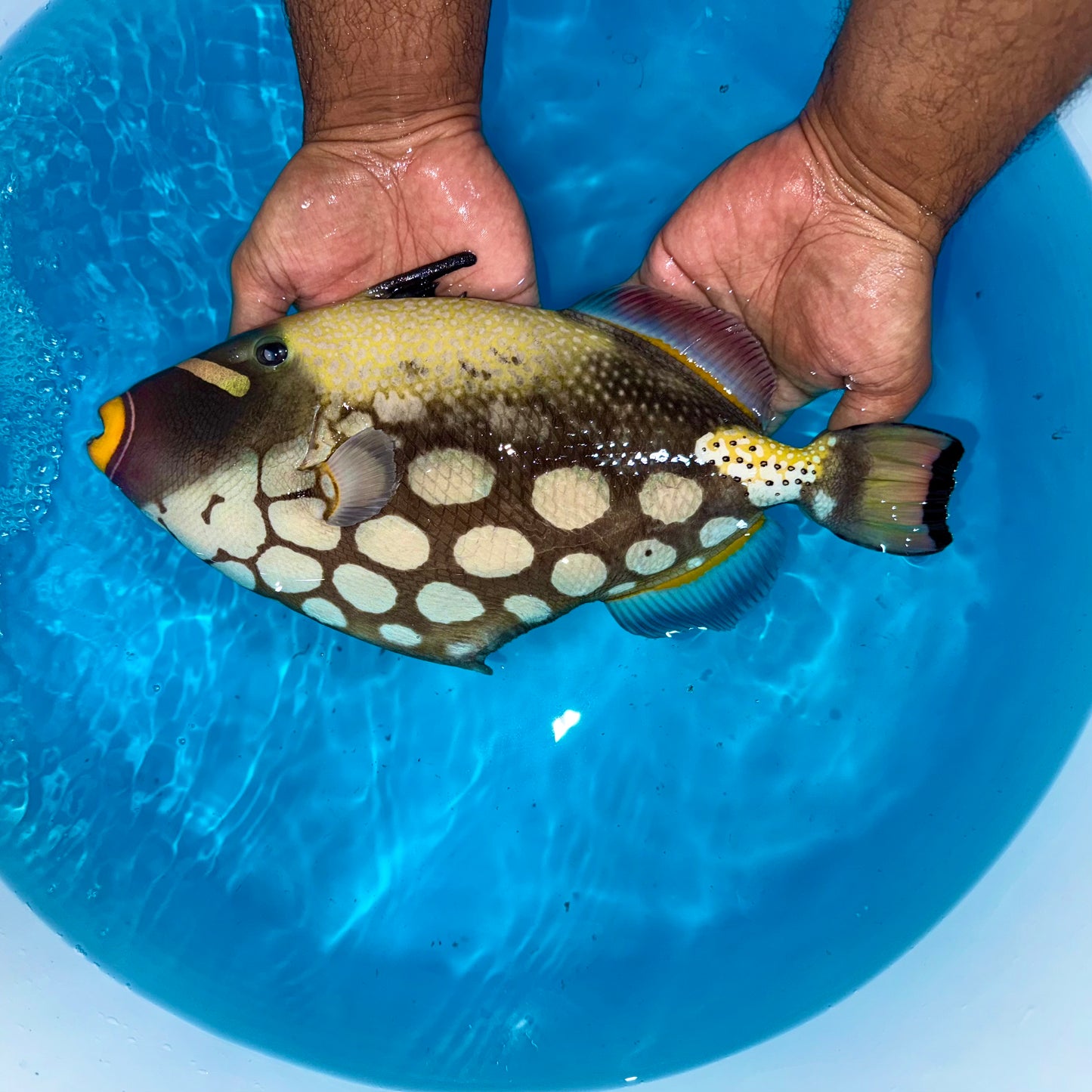 Clown trigger 13” (Balistoides Conspicillum)