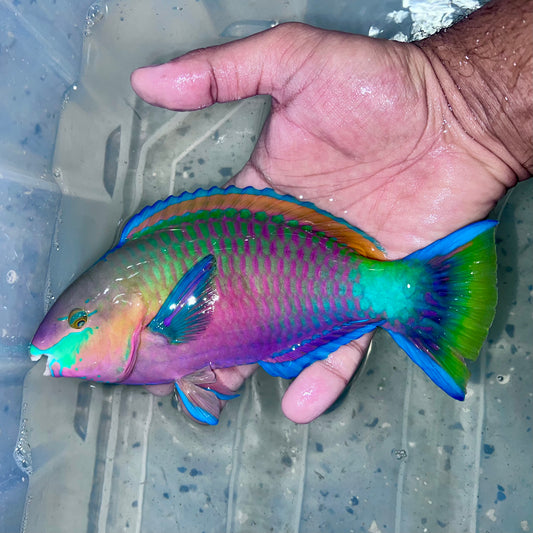 Quoyi Parrotfish 7-8” Male (Scarus quoyi)