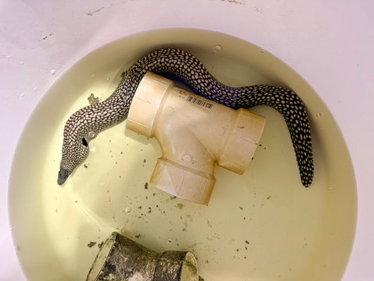 Brazilian Dragon Eel ~24” (Muraena Pavonina)