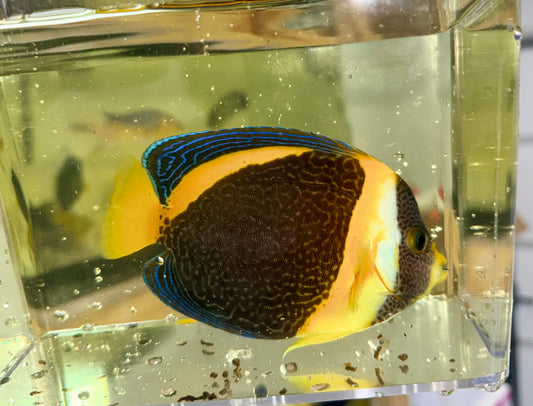 Scribbled Angelfish  Male 5" Chaetodontoplus duboulayi)