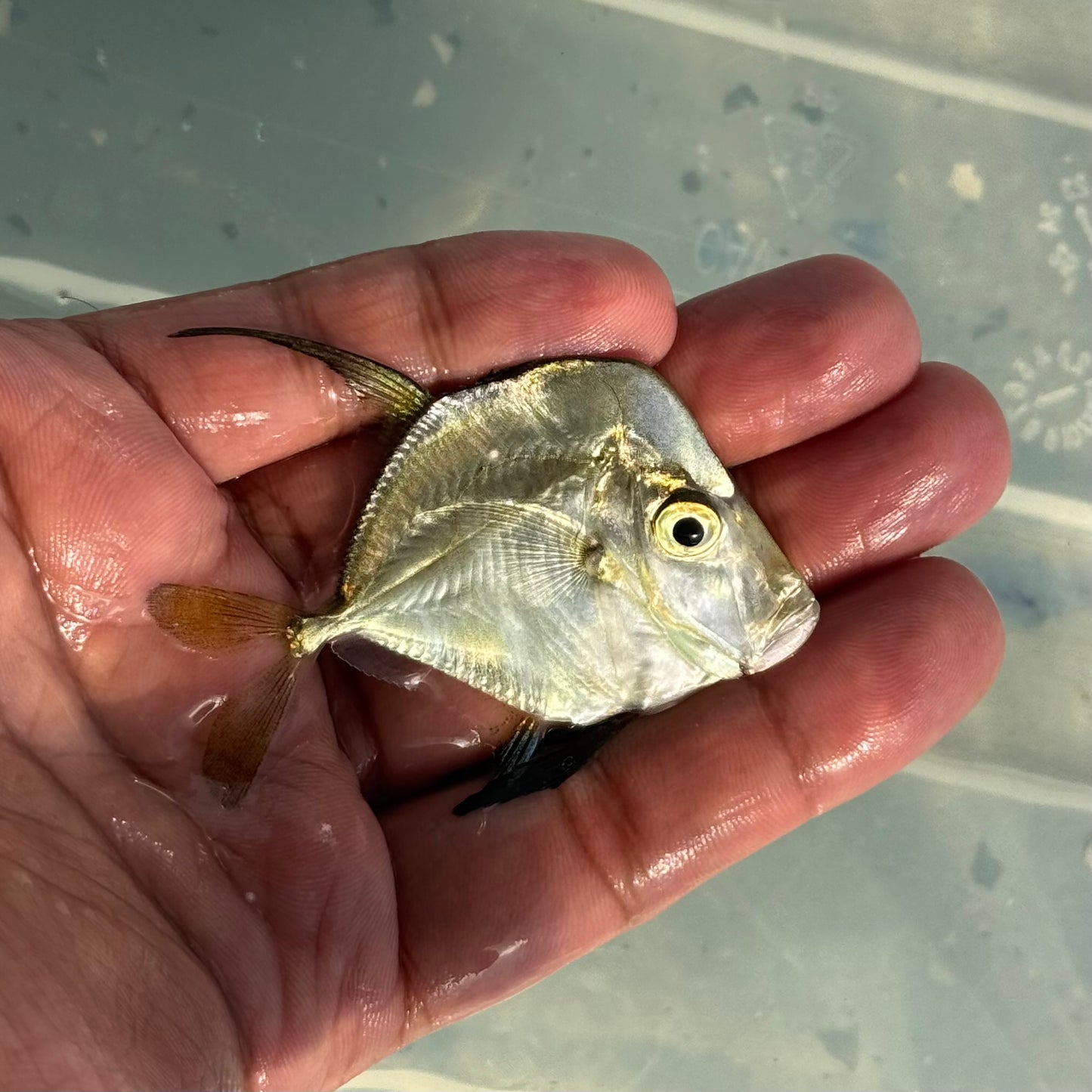 Threadfin Lookdown 2.5-3” (Selene vomer)