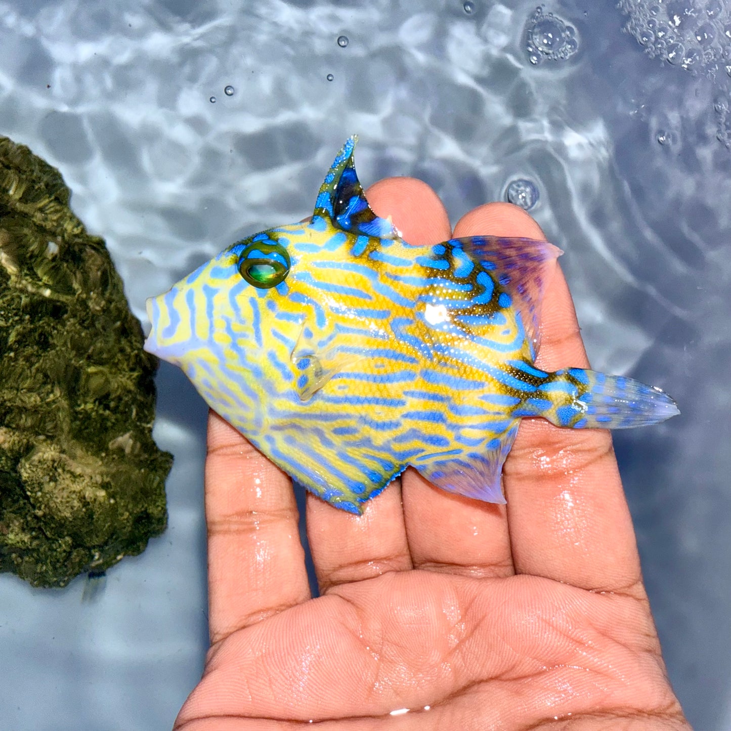 Bluelined Triggerfish 3” (Pseudobalistes fuscus)