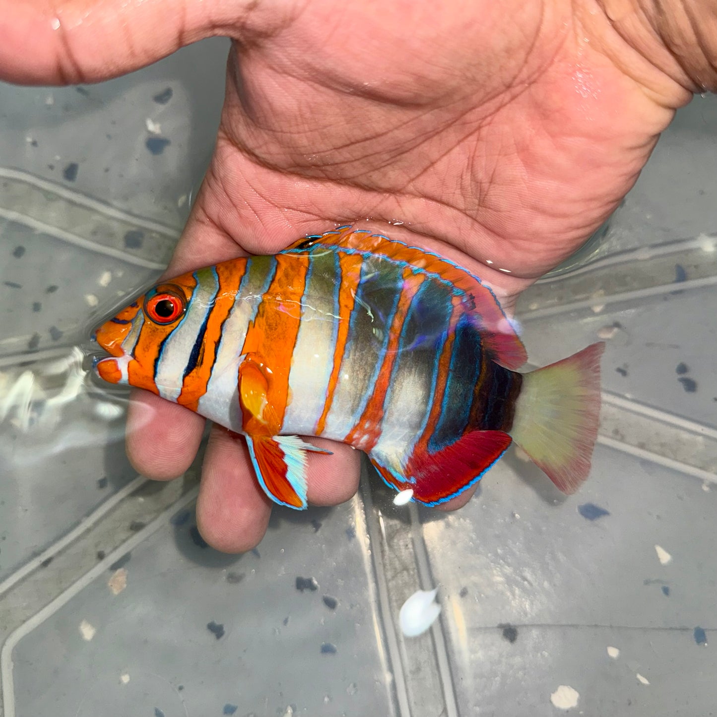 Harlequin Tusk Australian 6-6.5" (Choerodon fasciatus)
