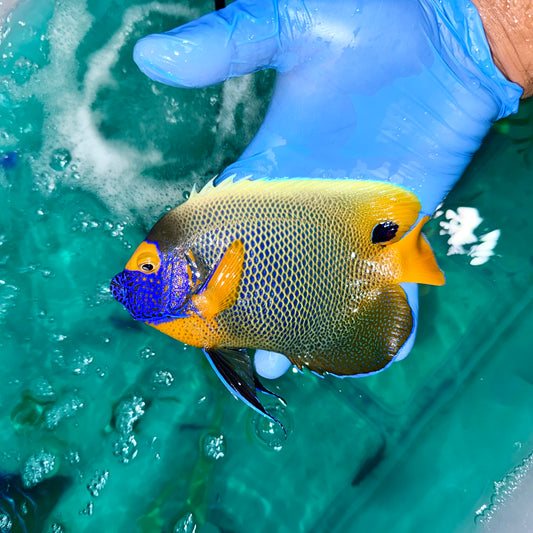 Blueface Angelfish 5-6" (Pomacanthus xanthometopon)