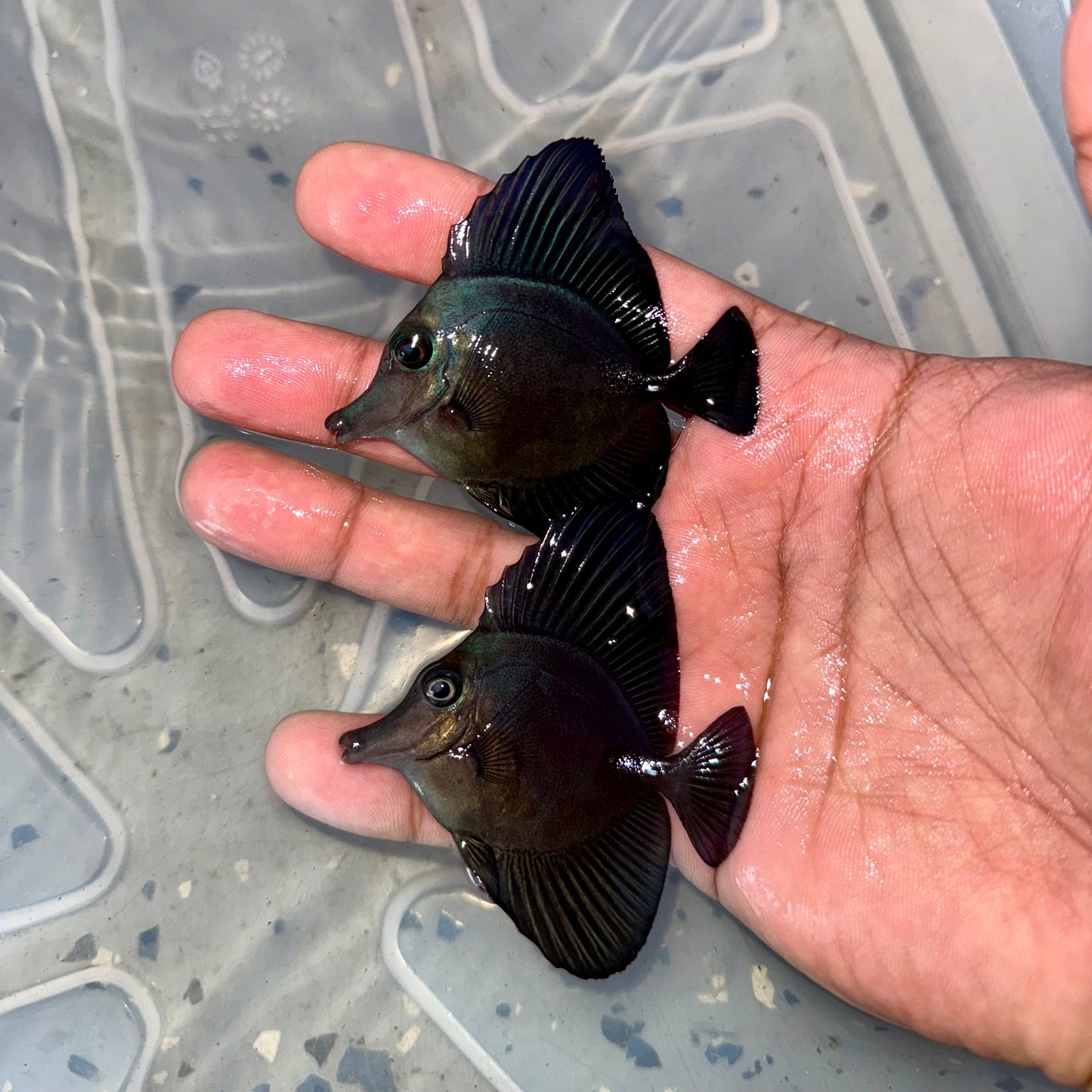 Black tang 2-3” (Zebrasoma rostratum)