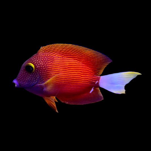 White tail Bristletooth tang 3.5-4.5" (Ctenochaetus flavicauda)