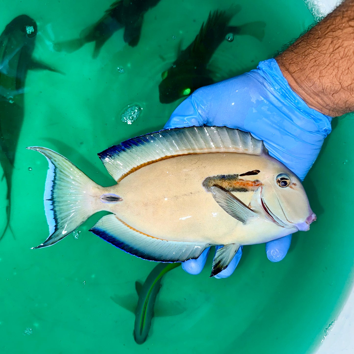 Orange Shoulder Tang x Lieutenant Tang Hybrid 8-9” (Acanthurus tennenti x Acanthurus olivaceus)