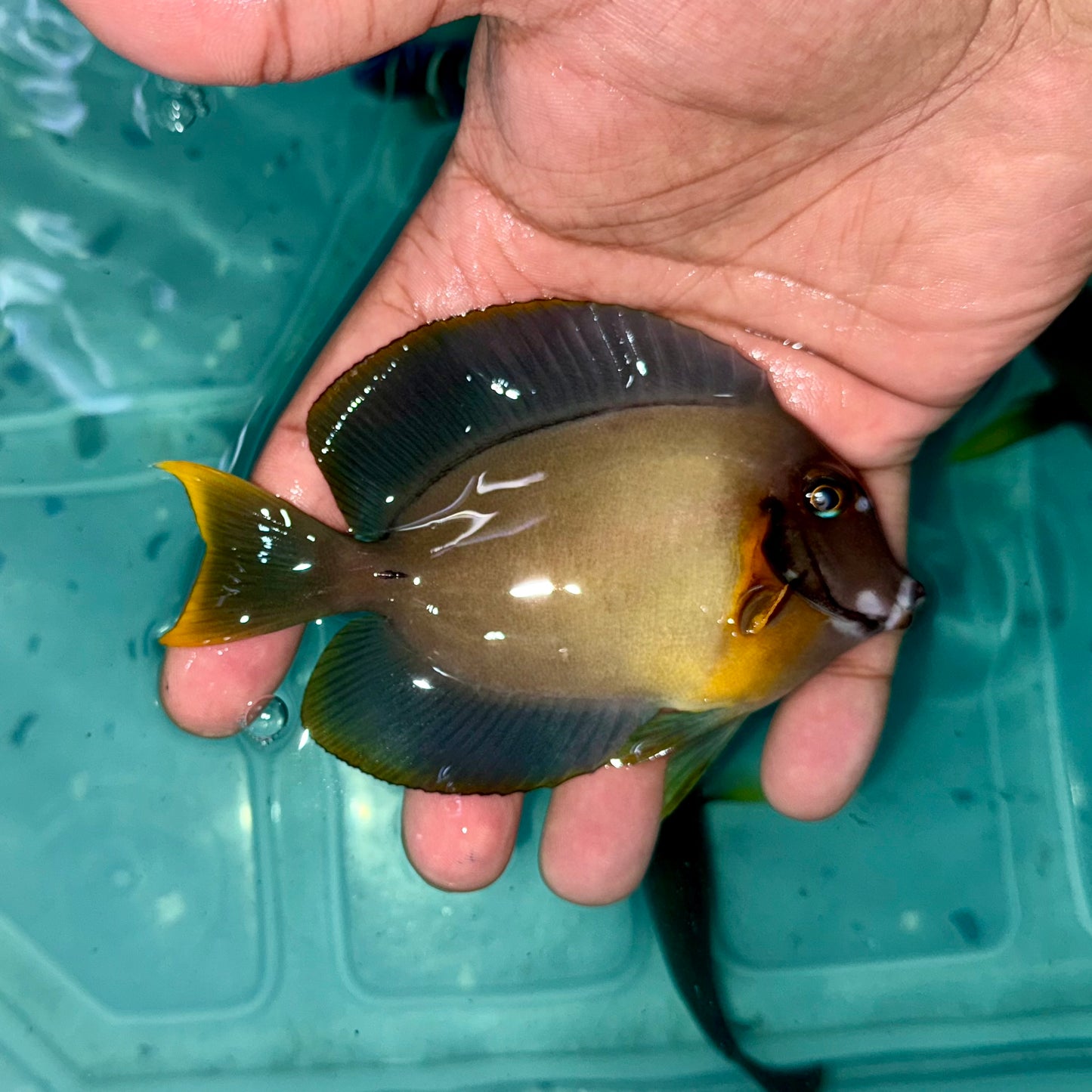 Chocolate Tang 4-5” (Acanthurus pyroferus)