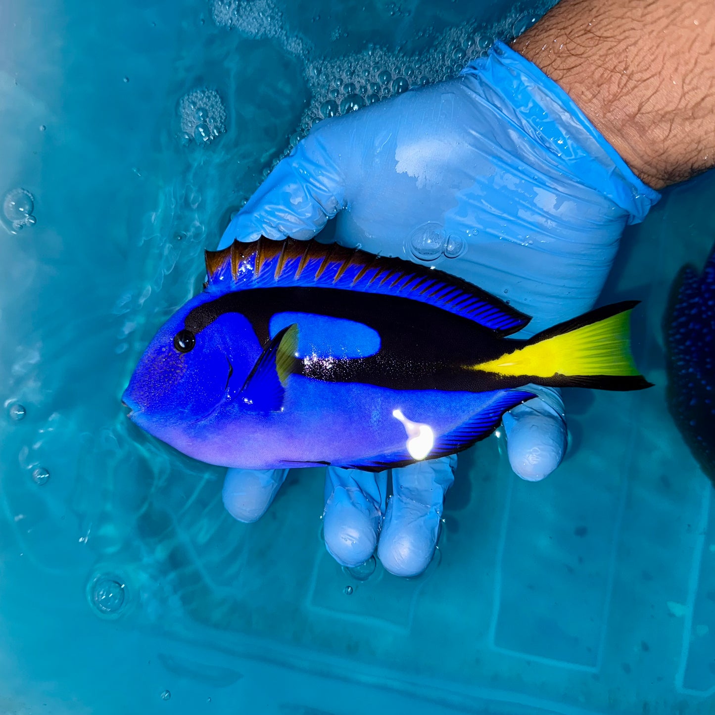Blue hippo tang ~5" (Paracanthurus hepatus)