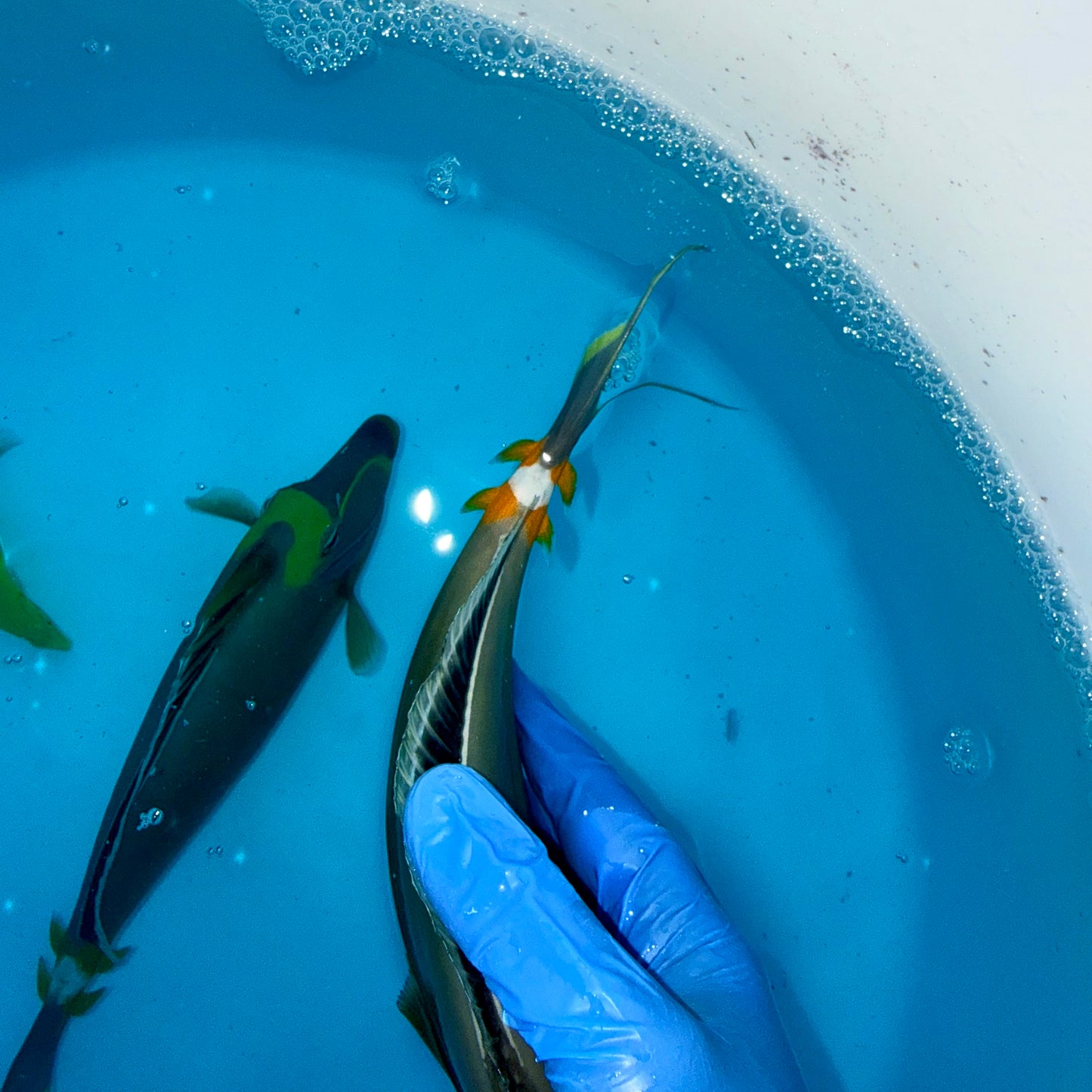 Naso tang male 9-10” with 3” streamers (Naso lituratus)