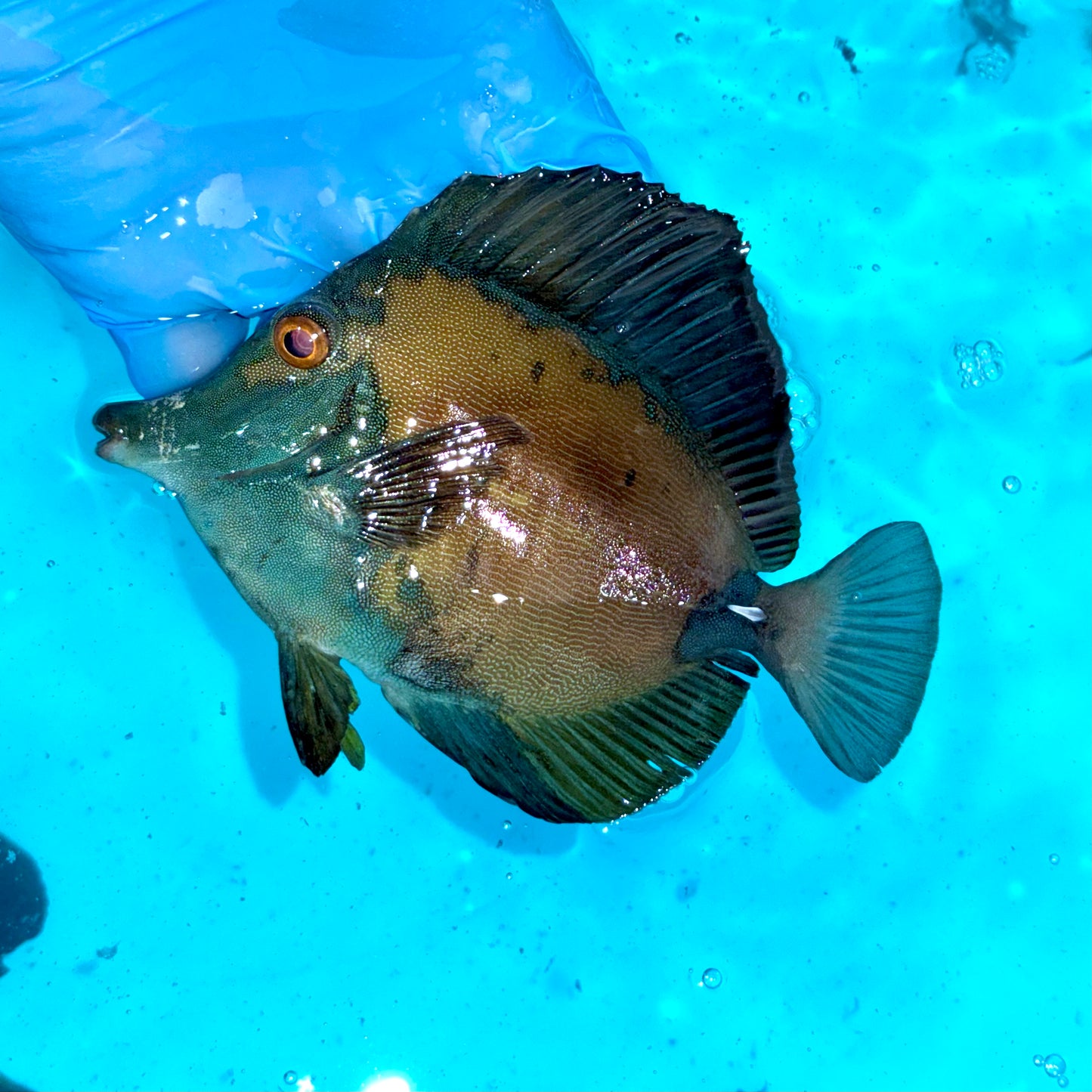 Koi Scopas Tang 4-4.5”
(Zebrasoma scopas)