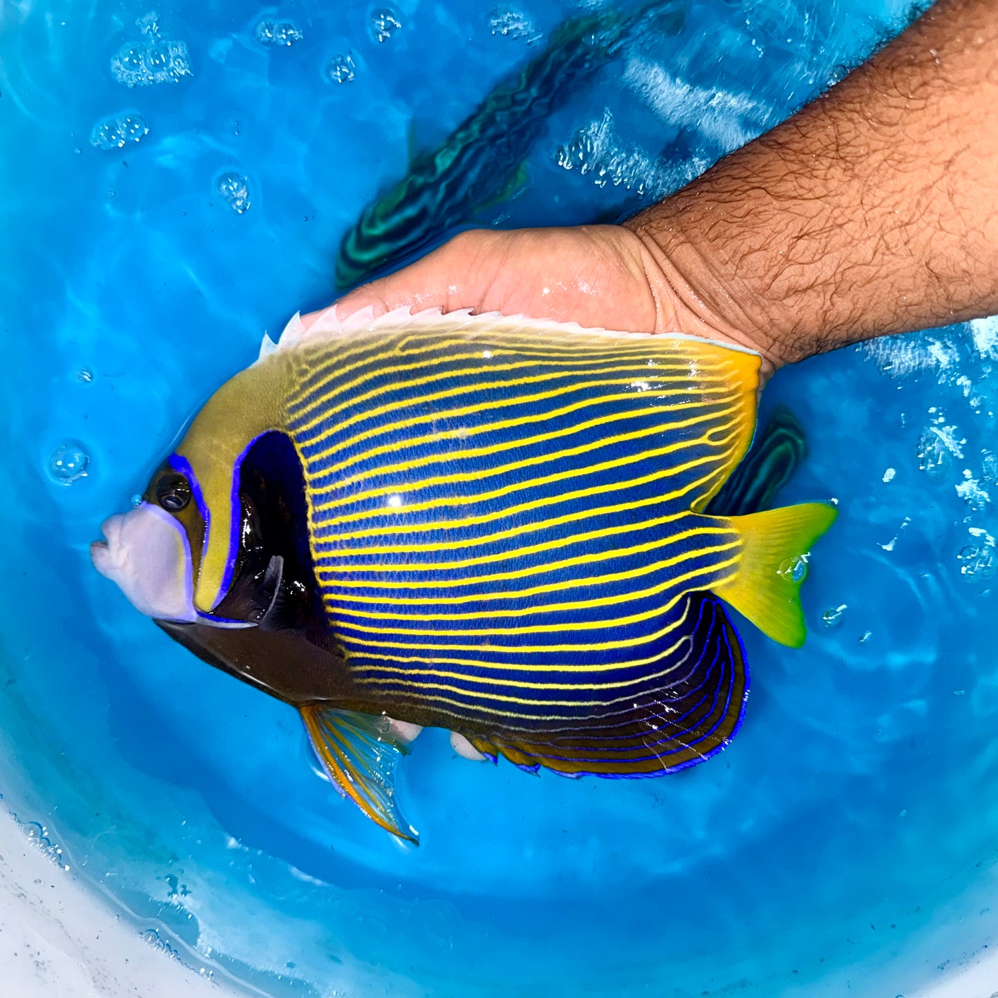 Emperor Angelfish 9-10” (Pomacanthus imperator)