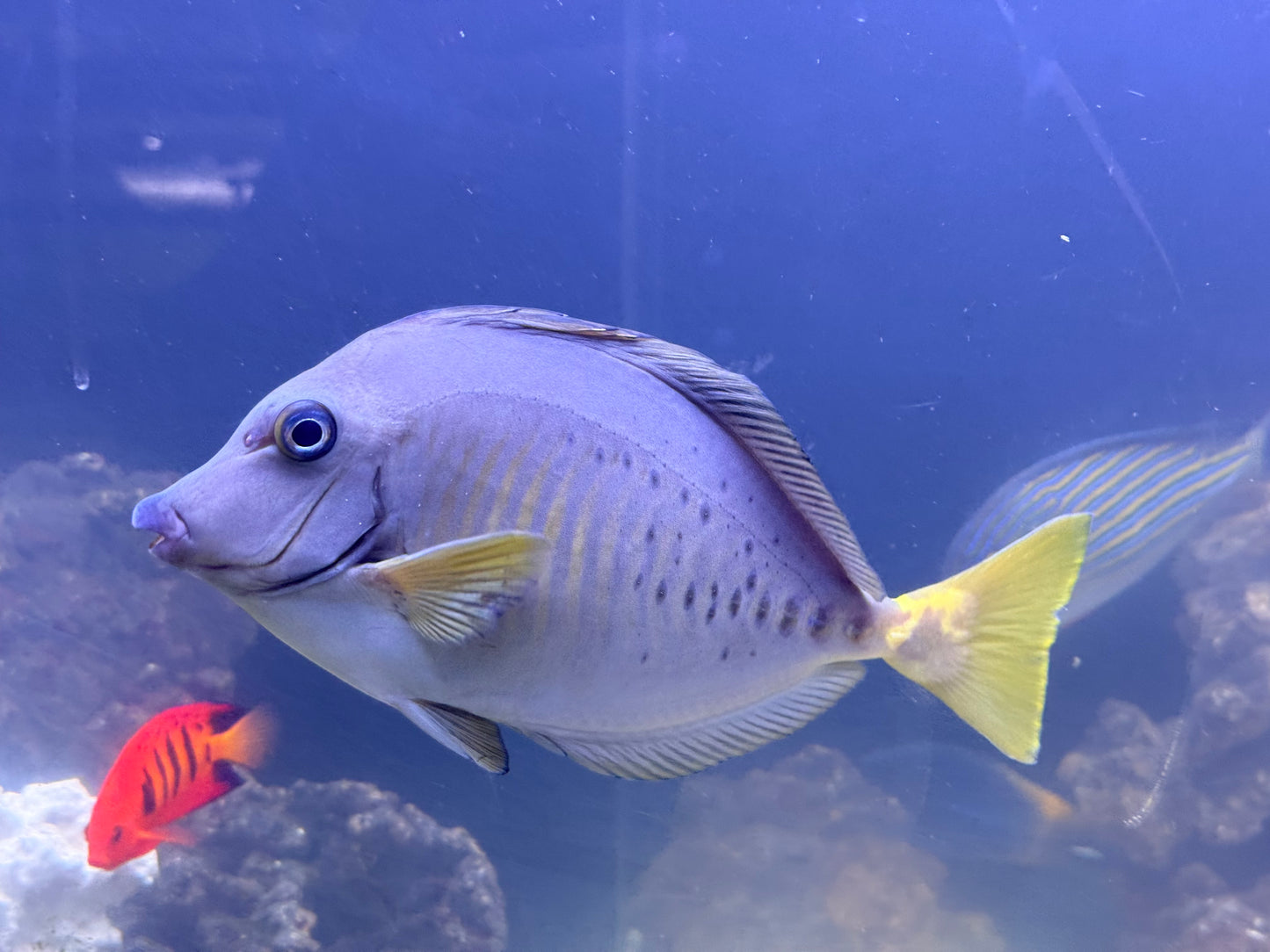 Sawtail tang 8-9” Indonesia (Prionurus chrysurus)