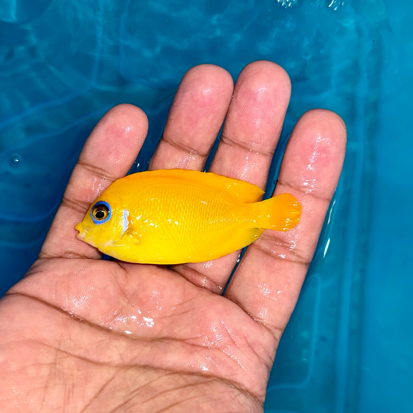 Lemonpeel Angelfish 2-3”
(Centropyge flavissima)