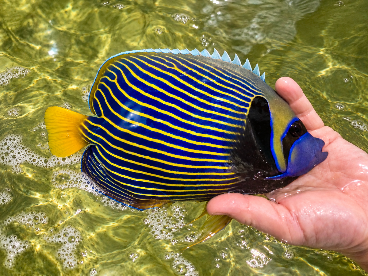 Emperor Angelfish 10.5” (Pomacanthus imperator)