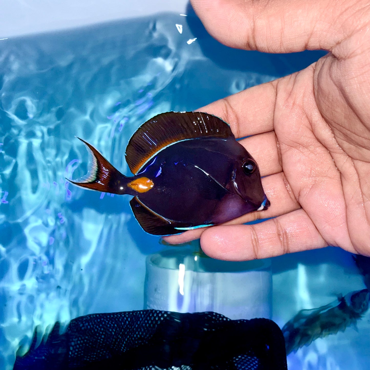 Achilles tang 3-3.5” (Acanthurus achilles)