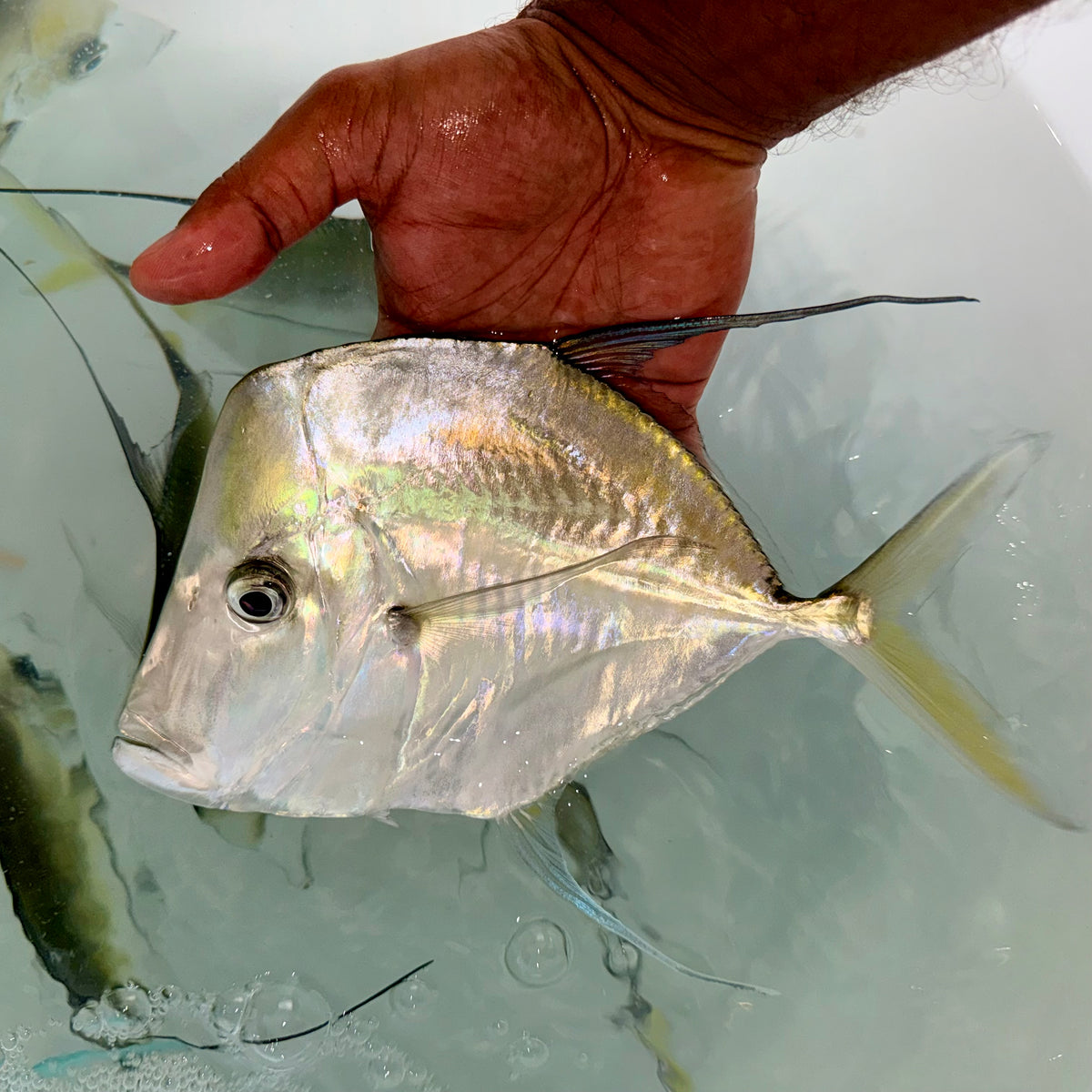Threadfin Lookdown 9-10” (Selene vomer)