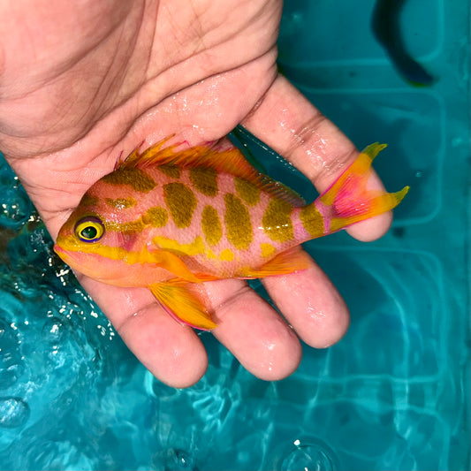 Blotched Anthias 3.5-4”
(Odontanthias borbonius)