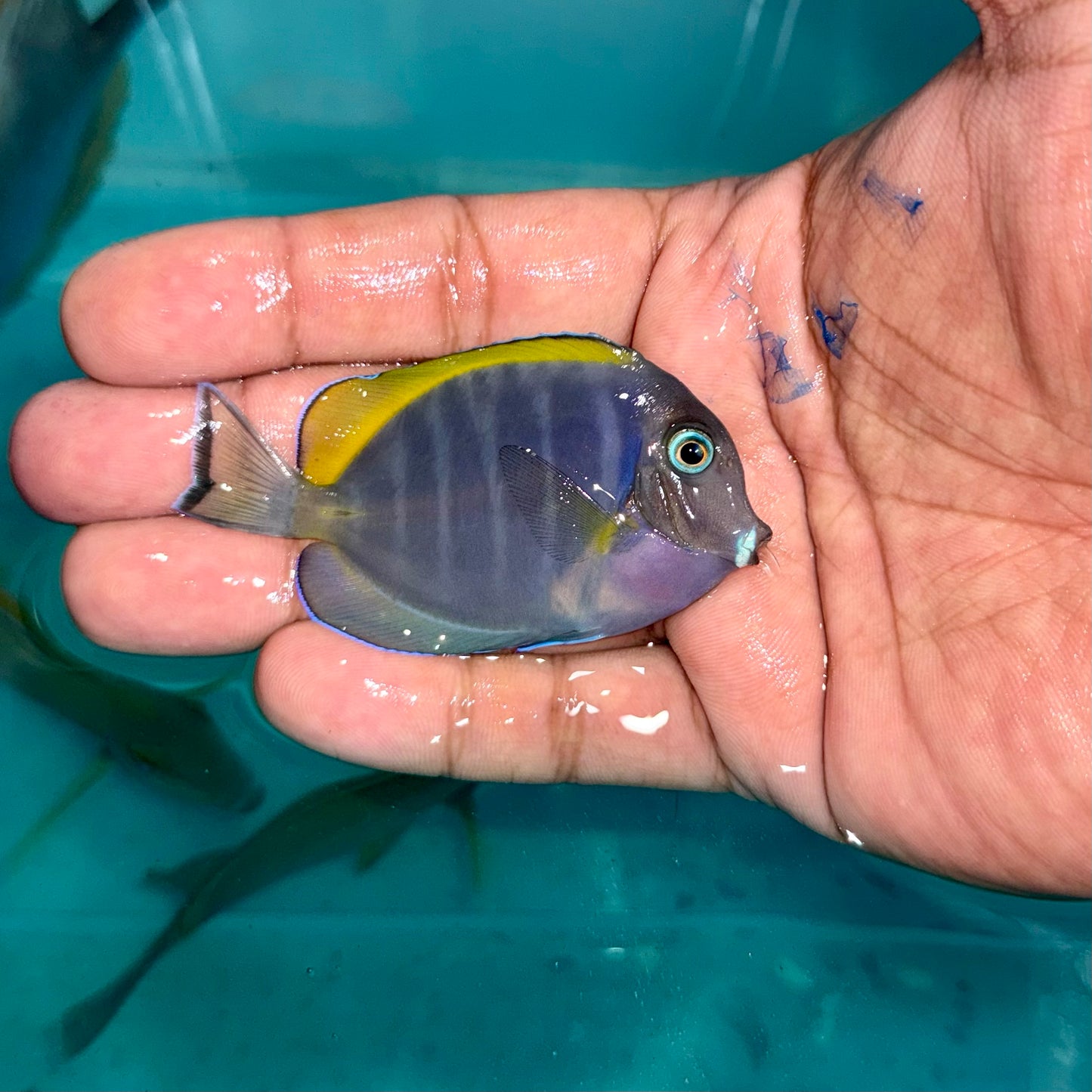 Hybrid powder blue tang 2.5”(Acanthurus leucosternon x nigricans)