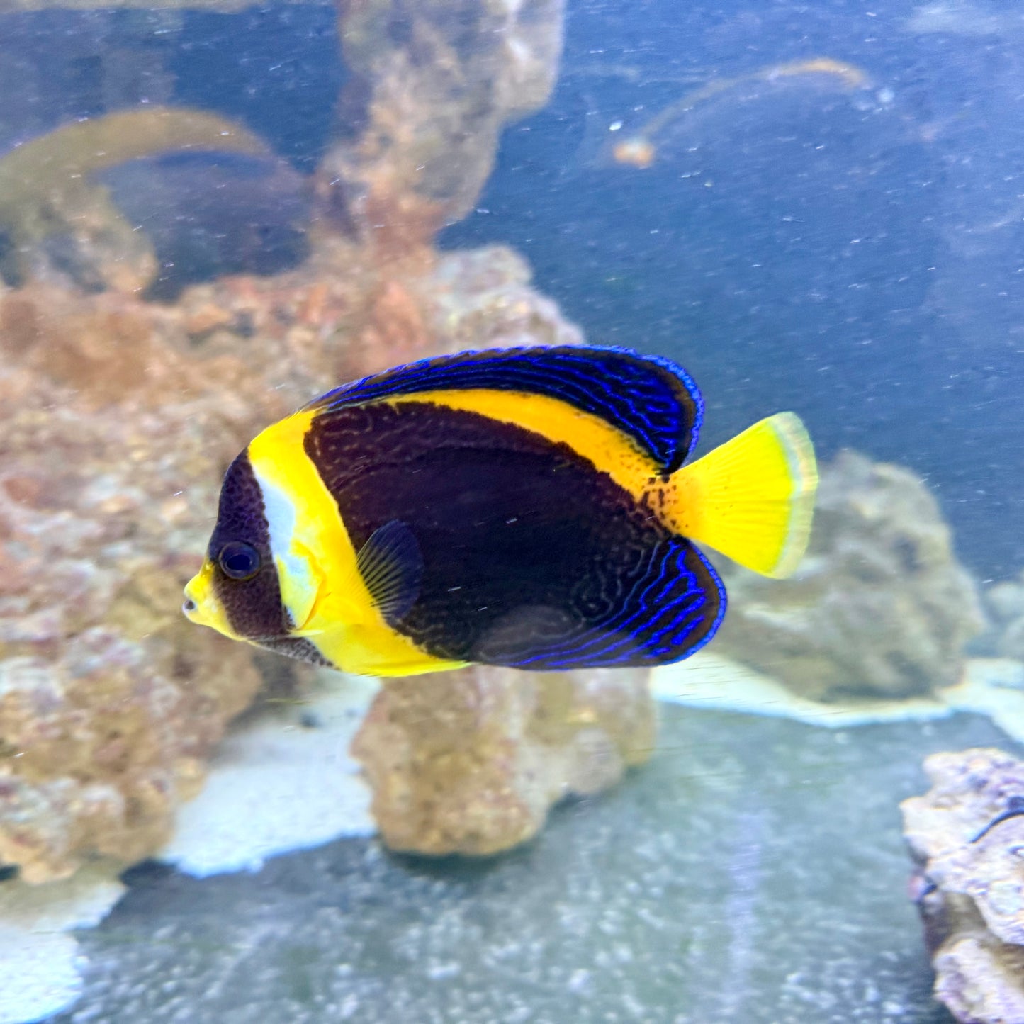 Scribbled Angelfish Male 5" Chaetodontoplus duboulayi)