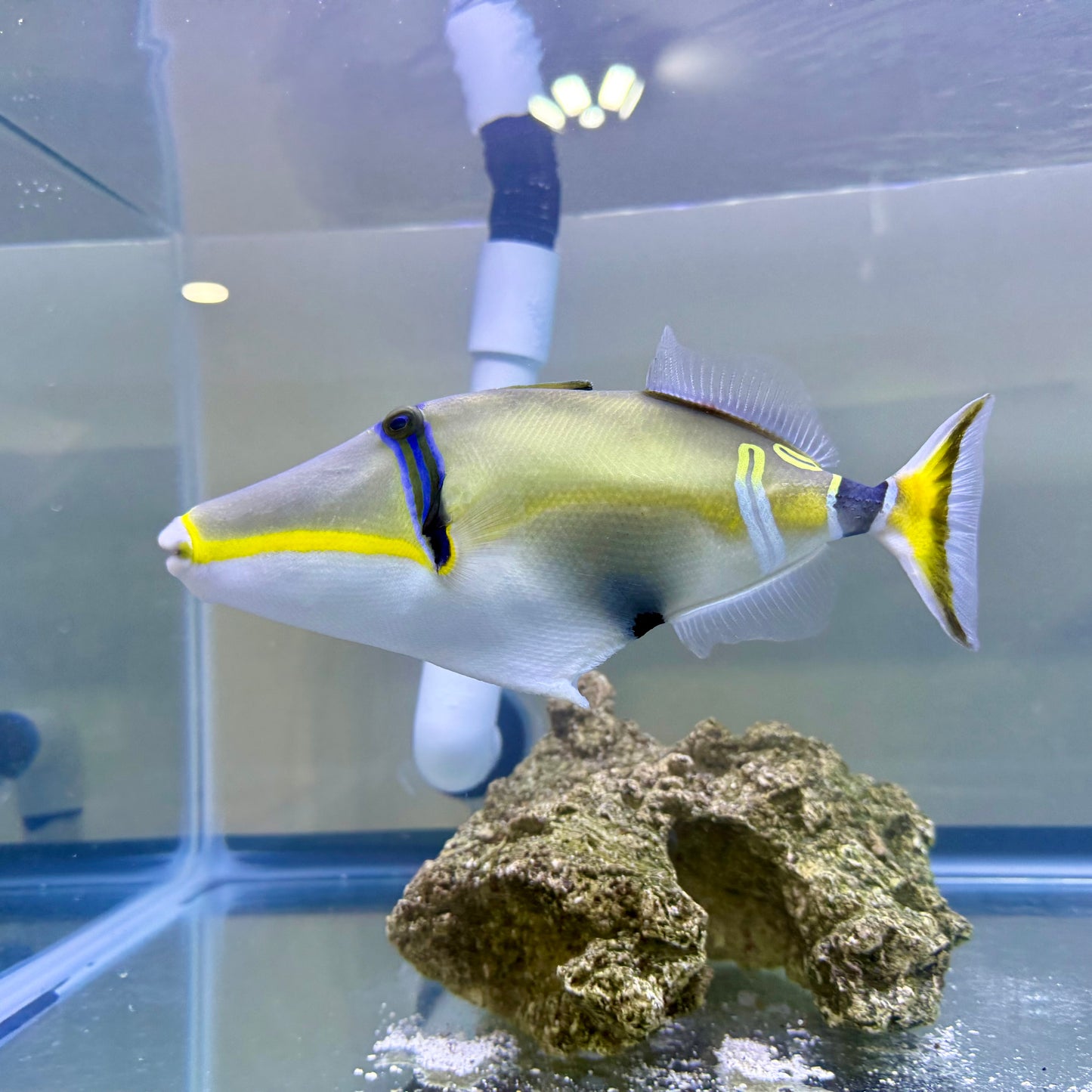 Lunula Trigger 9-10” (Rhinecanthus lunula)