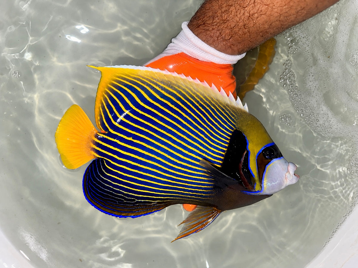 Emperor Agnel 11" (Pomacanthus imperator)