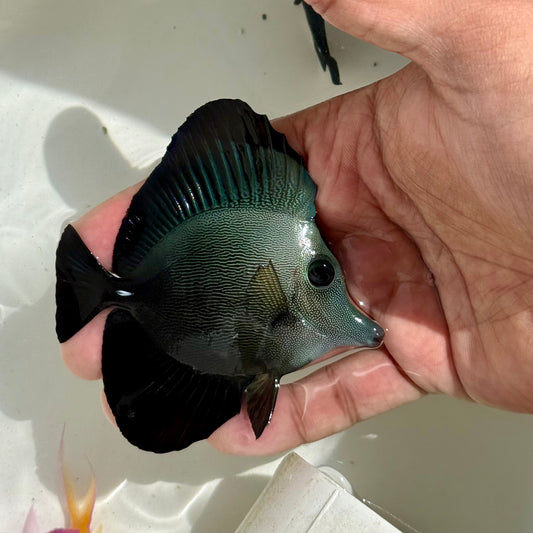 Black Tang Hybrid 3-3.5”
(Zebrasoma rostratum x Zebrasoma scopas)