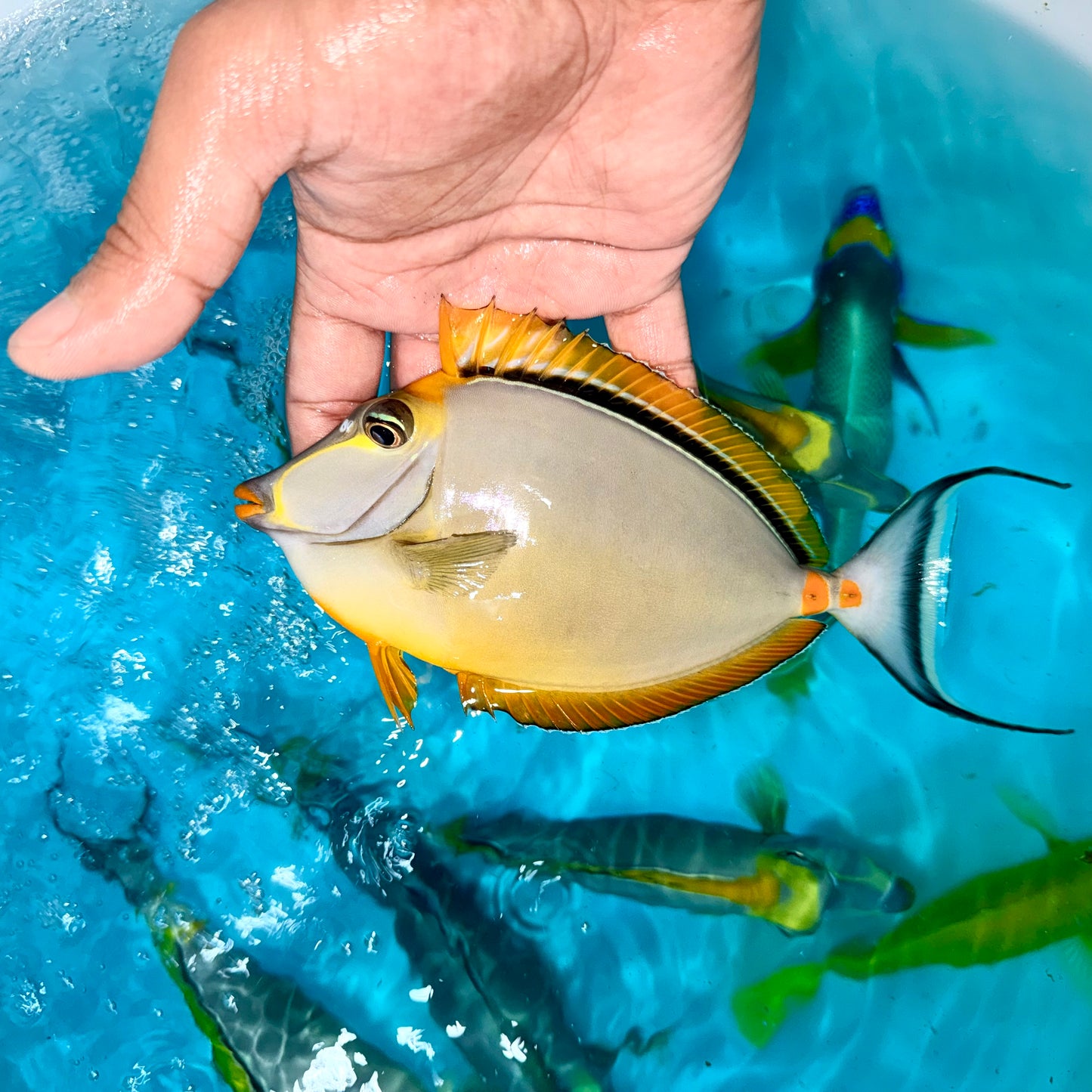 Blonde naso tang 6-7” + 1-1.5” streamers (Naso elegans)