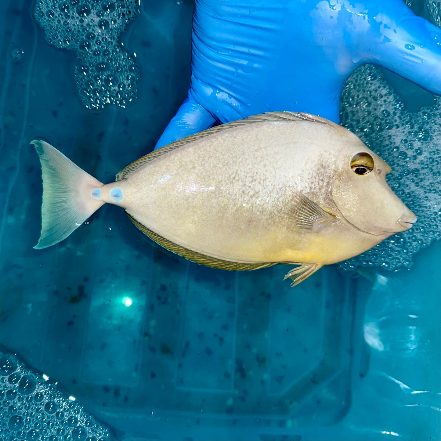 Blue spine unicorn tang 8-9” (Naso unicornis)