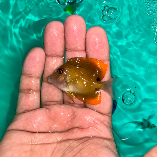 Tomini Tang 2”
(Ctenochaetus tominiensis)