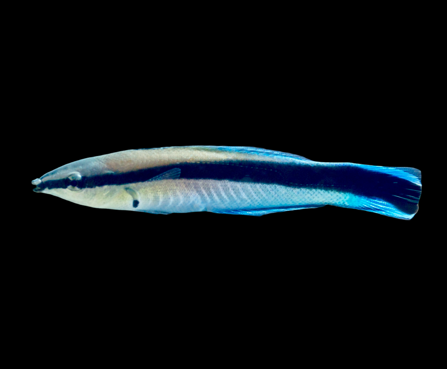 Blue Streak Cleaner wrasse 2-3” (Labroides dimidiatus)