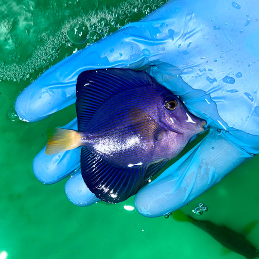 Purple tang 2.5-3.5” (Zebrasoma xanthurum)