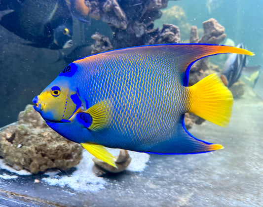 Queen angel 12” (Holacanthus ciliaris)