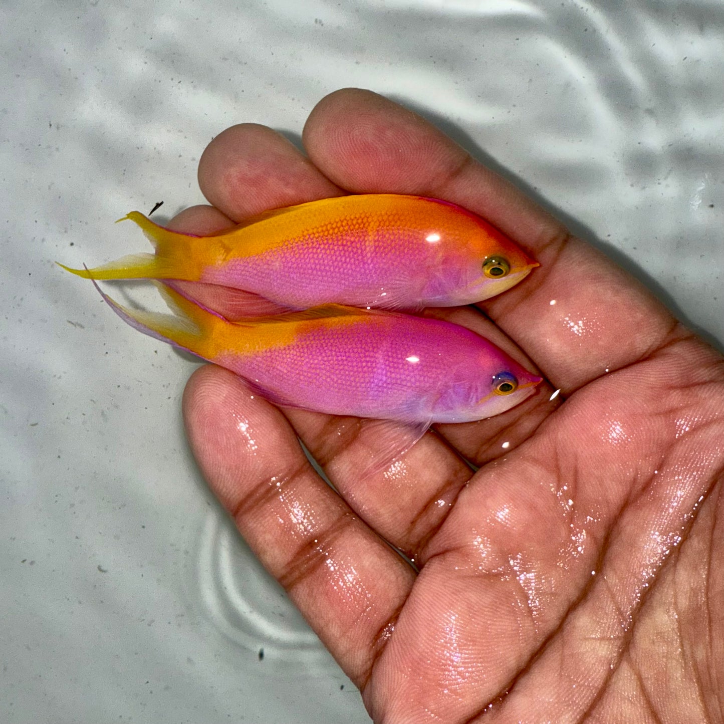 Bartlett's Anthias Male 3”
(Pseudanthias bartlettorum)