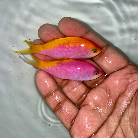 Bartlett's Anthias Male 3”
(Pseudanthias bartlettorum)