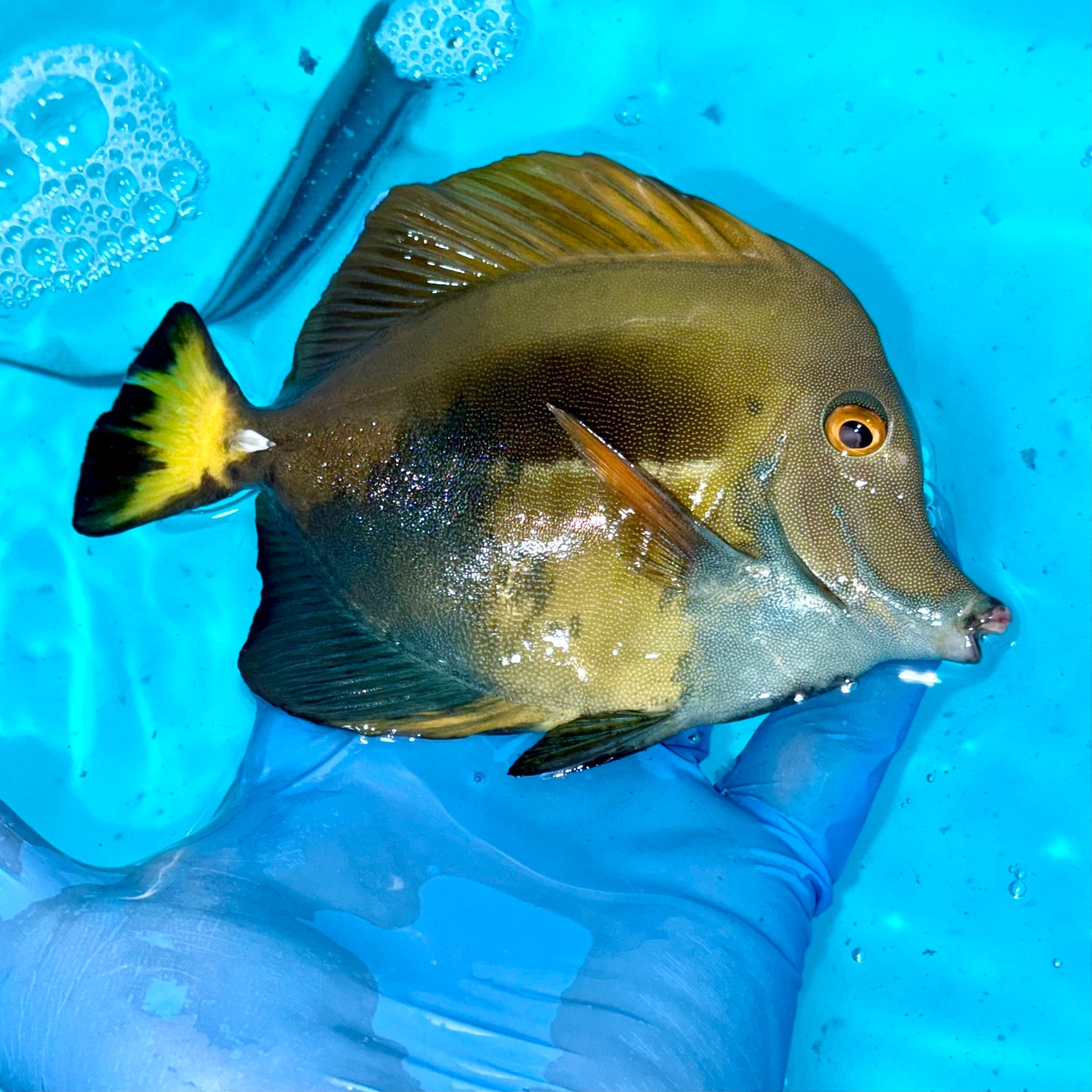 Koi Scopas Tang 4-4.5” (Zebrasoma scopas)
