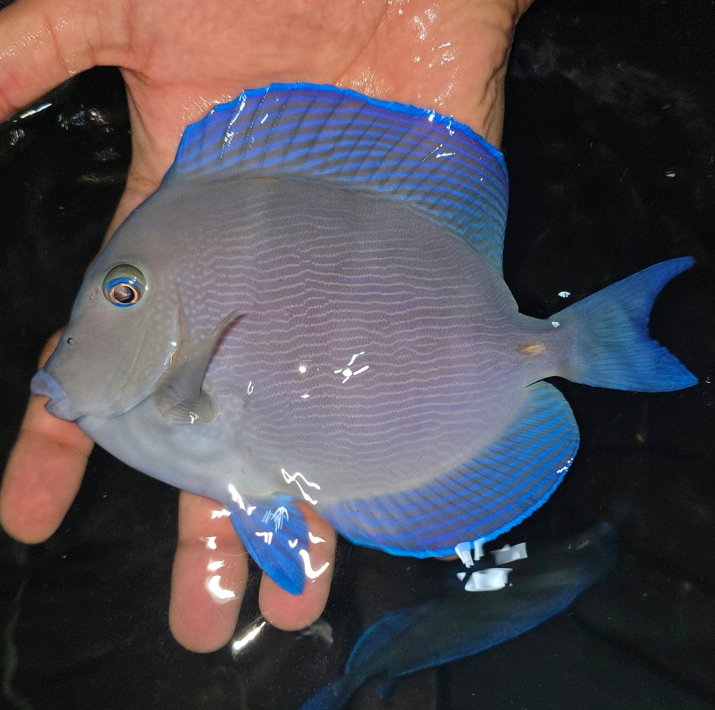 Caribbean/Atlantic blue tang ~7.75” (Acanthurus Coeruleus)