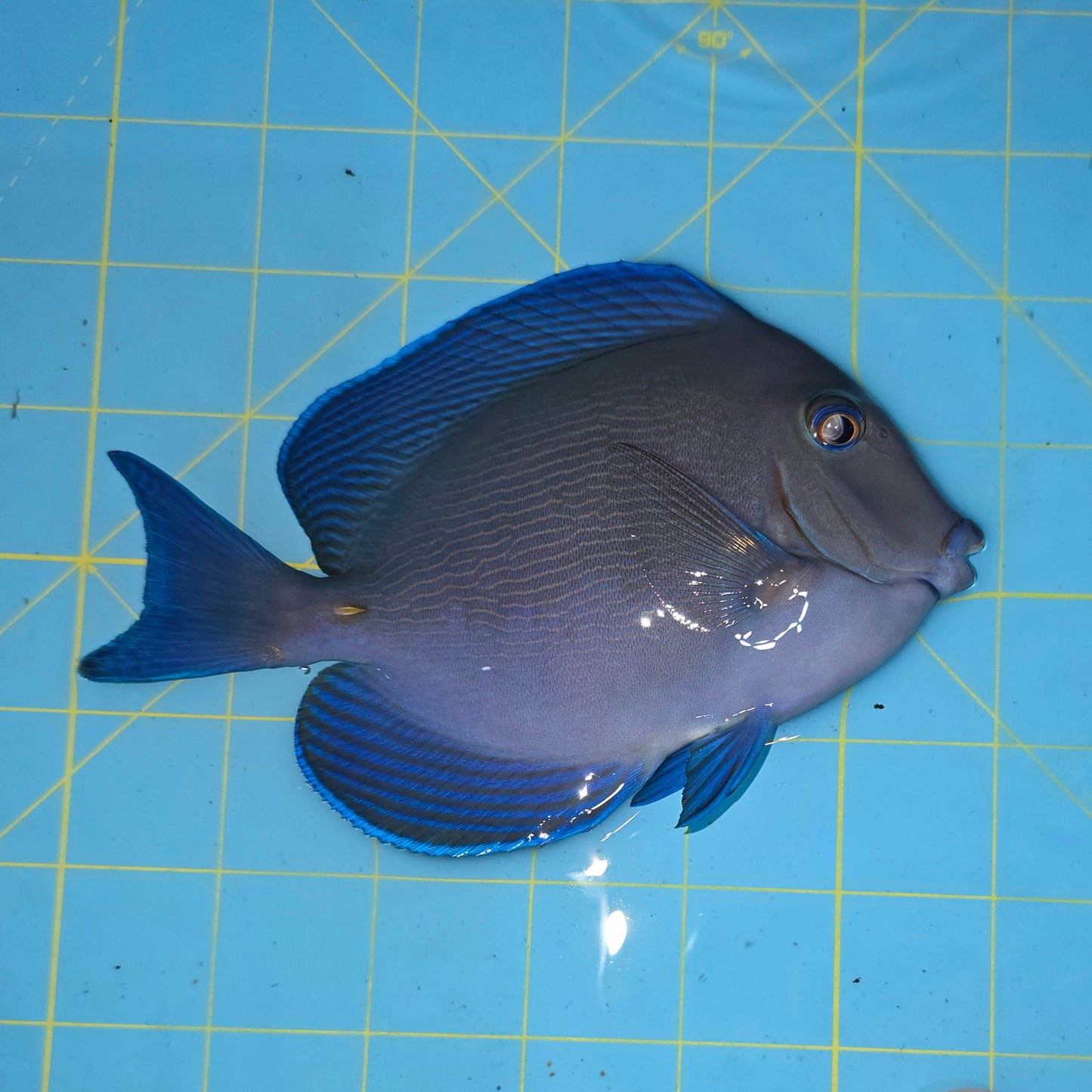 Caribbean/Atlantic blue tang ~6” (Acanthurus Coeruleus) (Copy)