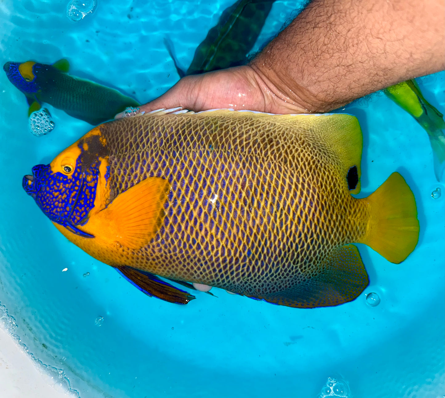 Blueface Angelfish 15-16" (Pomacanthus xanthometopon)