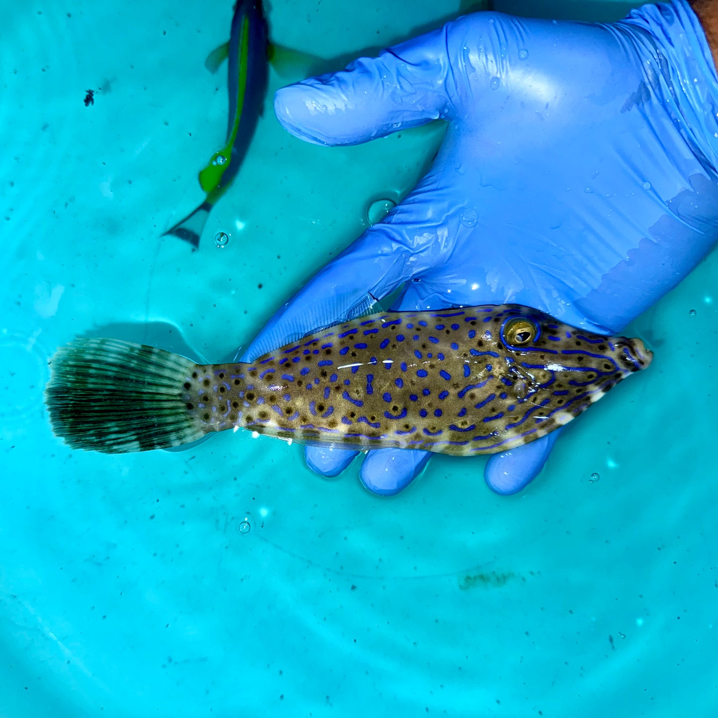 Scribbled Filefish 7-8” (Aluterus scriptus)